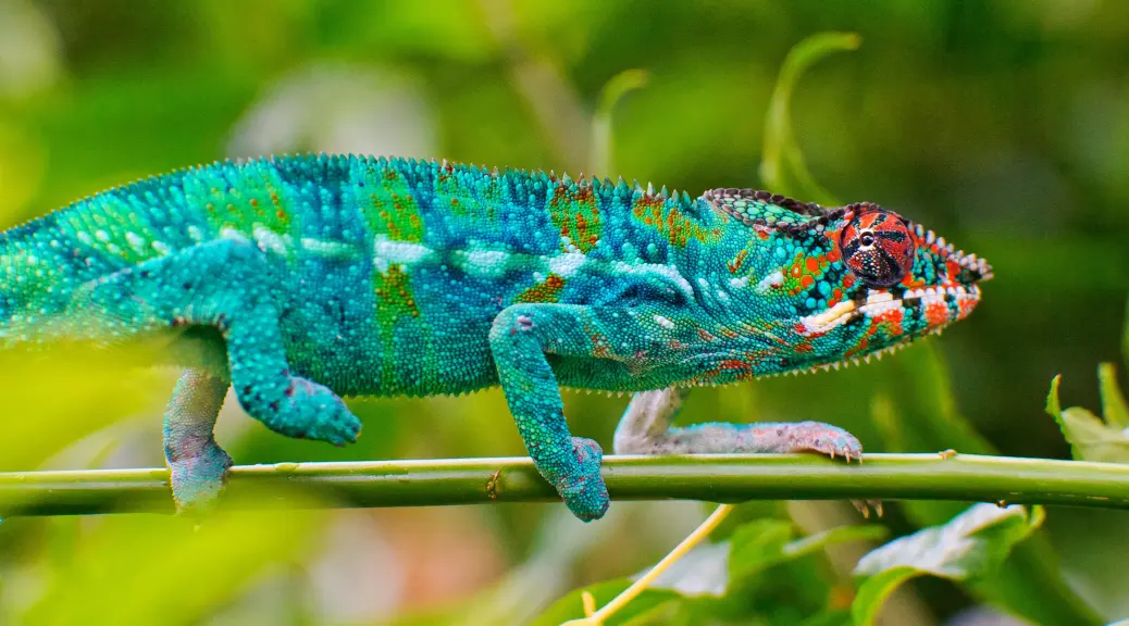 Animales con Poderes Increíbles
