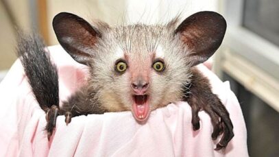 animales-mas-raros-mundo-5-655×368