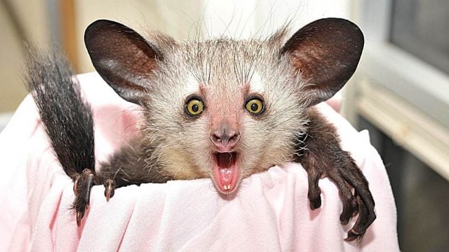 5 Curiosidades Sorprendentes del Mundo Animal