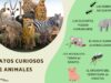 datos_curiosos_de_animales_438_orig
