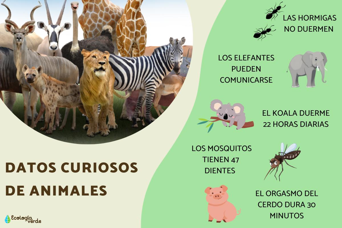 Curiosidades Increíbles Sobre los Animales