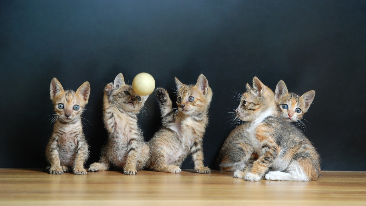 El Lenguaje Secreto de los Gatos
