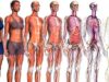 sistema-y-aparato-humano-1