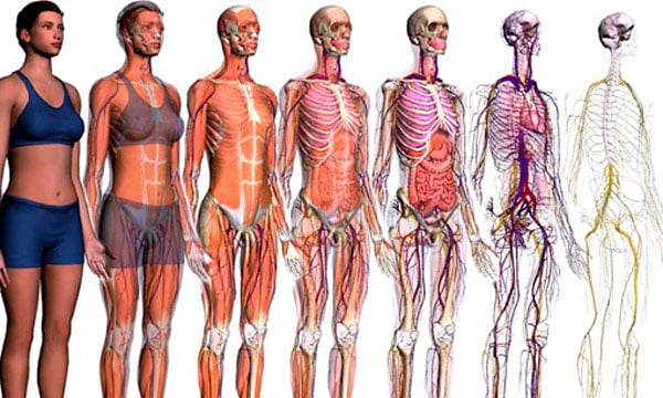 Las maravillas del cuerpo humano: datos sorprendentes que no conocías