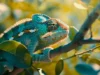 striking-image-vividly-colored-chameleon-600nw-2459191461