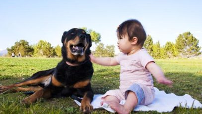 el_instinto_protector_en_perros_22760_0_600